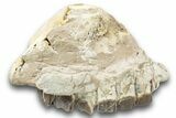 Fossil Running Rhino (Hyracodon) Upper Jaws - South Dakota #243599-1